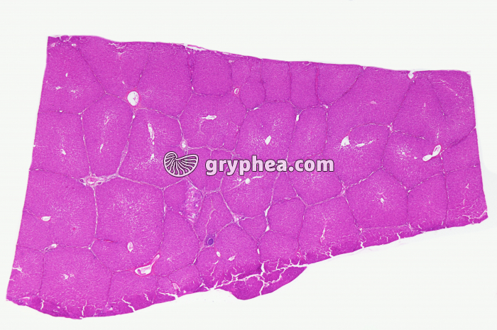 Foie de Porc (lobules) x5 - gryphea.org
